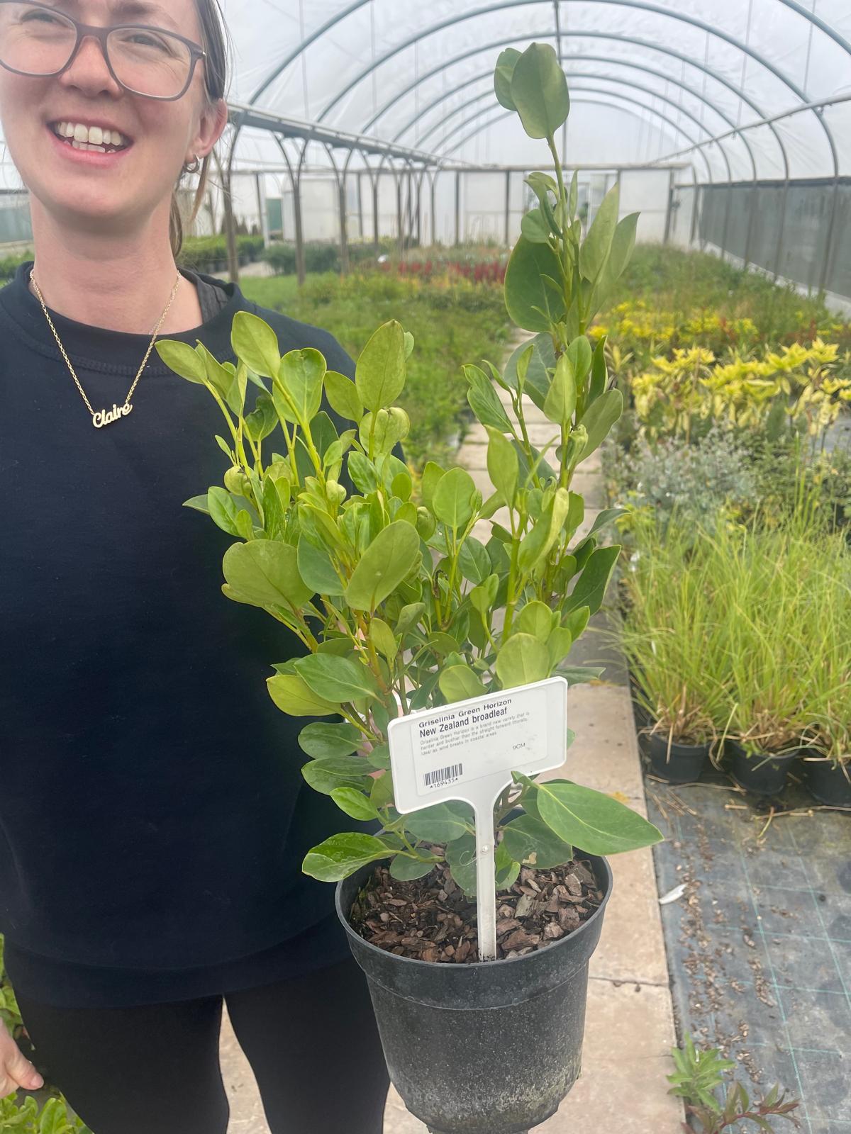 Griselinia Green Horizon 3 Litre Pot