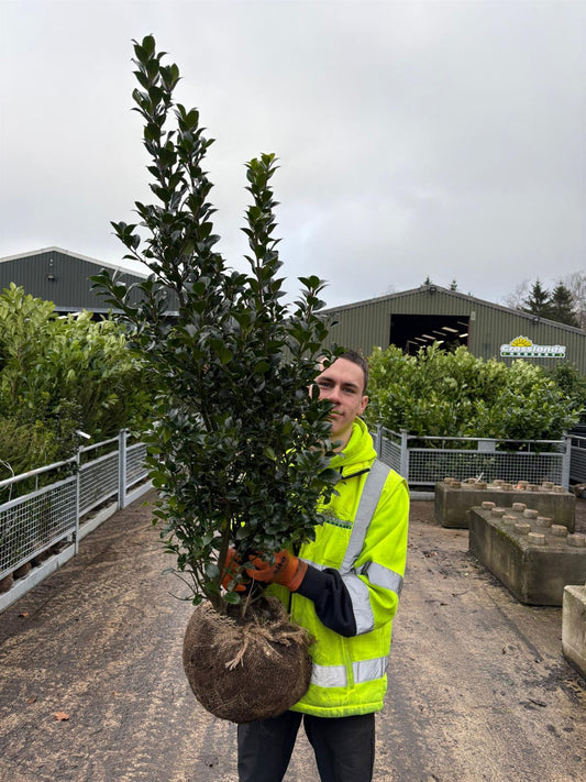 Ilex mes. Heckenpracht 100/120cm Root Ball Delivery from October