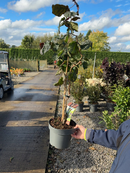 Corylus Red Majestic 4 Litre Pot 40/60cm Tall