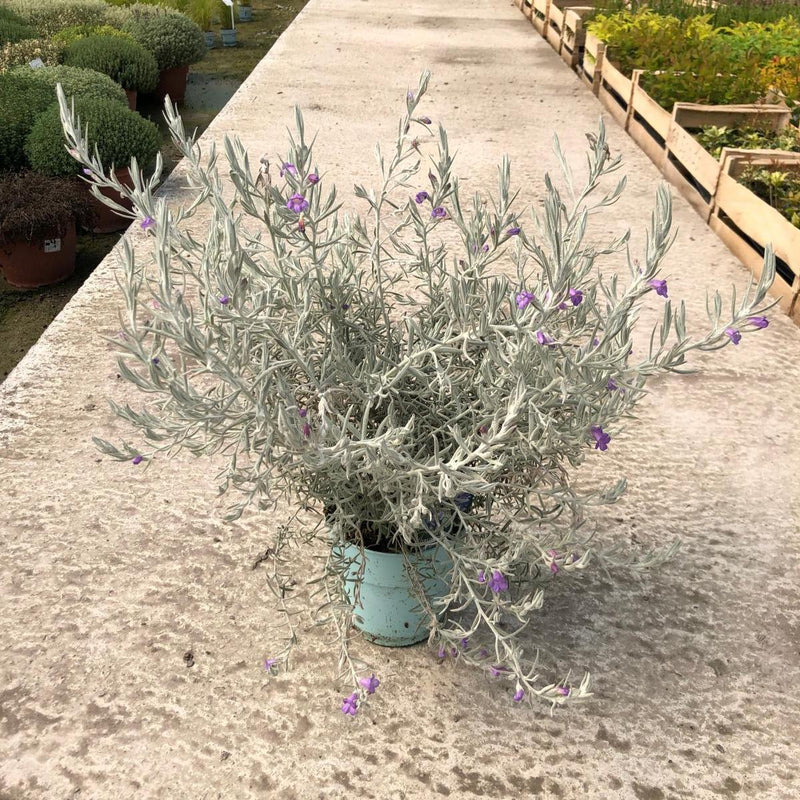 Eremophila Nivea 2 Litre Pot