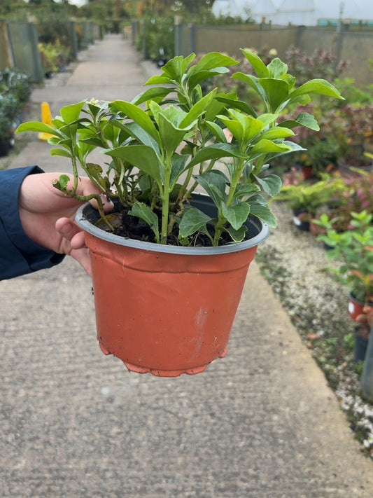 Pachysandra Terminalis 2 Litre Pot