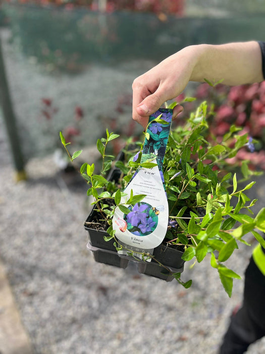 Vinca Minor 9cm x 6 Plant Pack