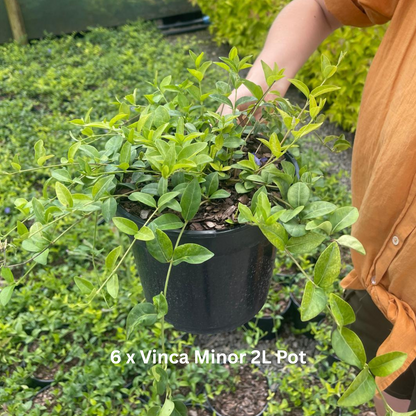 42 x Shrub Mix Border Pack
