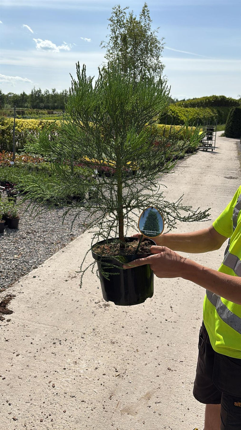Sequoiadendron Giganteum 15 Litre Pot
