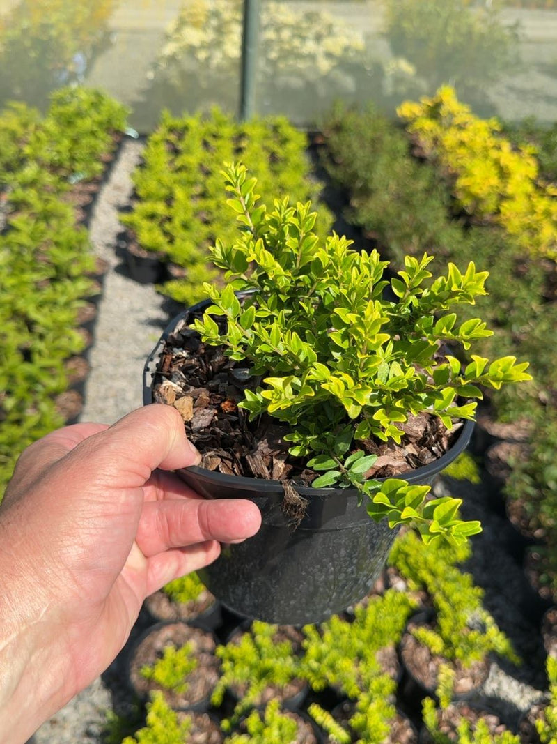 Lonicera nitida 'Ophelie' - Box Honeysuckle 3 Litre Pot
