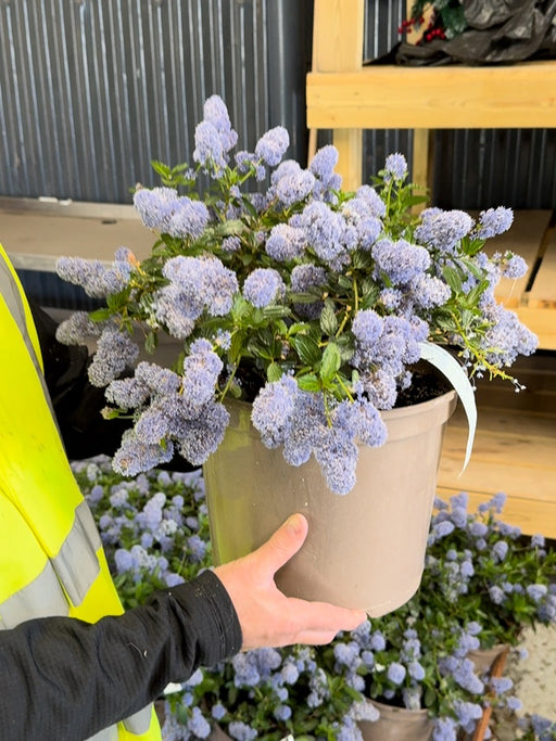 Ceanothus Thyrsif. Repens 7.5 Litre Pot
