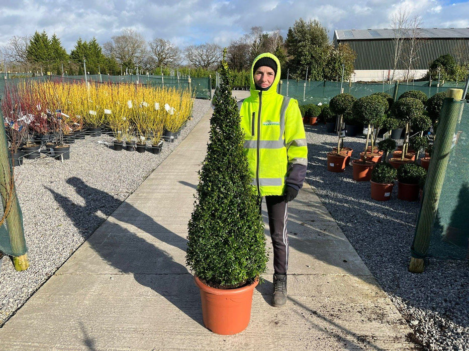 Buxus Cone 35 Litre Pot 160cm+