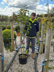 Magnolia Black Tulip 20 Litre Pot 125-150cm