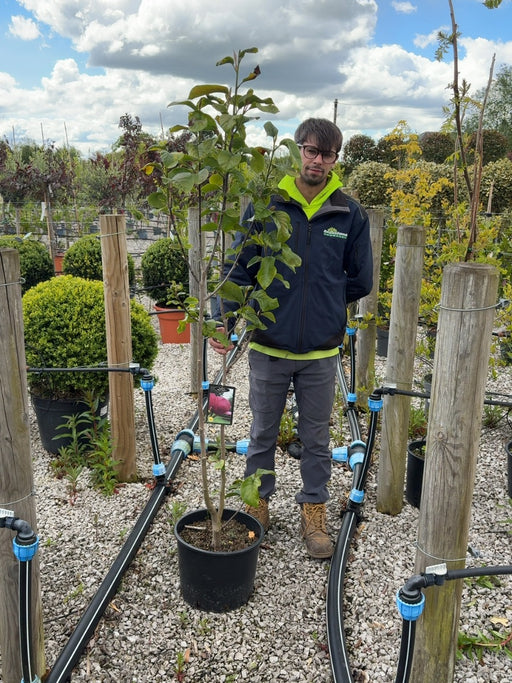 Magnolia Black Tulip 20 Litre Pot 125-150cm