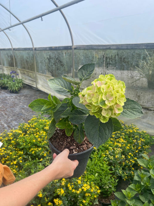 Hydrangea Macro. Pink Ever Belles 3 Litre Pot