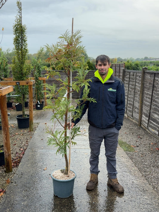 Sorbus Randaiensis 15 Litre Pot
