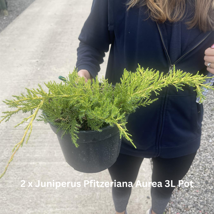 12 x Ground Cover Mixed Border Pack