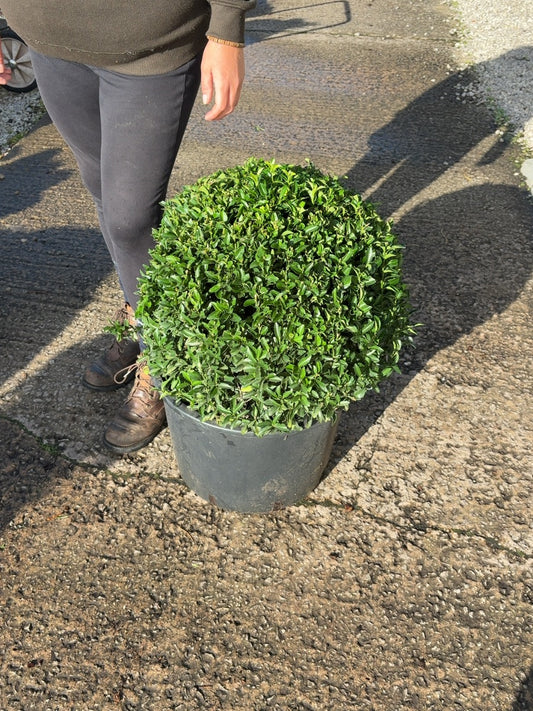 Euonymus Jap. Green Spire Ball 35 Litre Pot 50cm