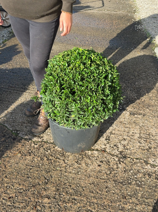 Euonymus Jap. Green Spire Ball 35 Litre Pot 50cm