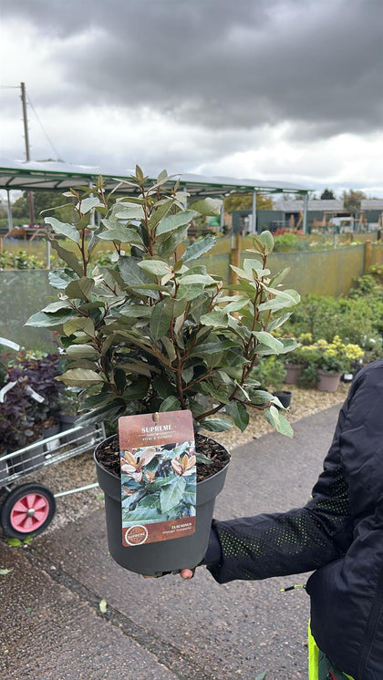 Elaeagnus x ebb. Compacta 4 Litre Pot 40/60cm