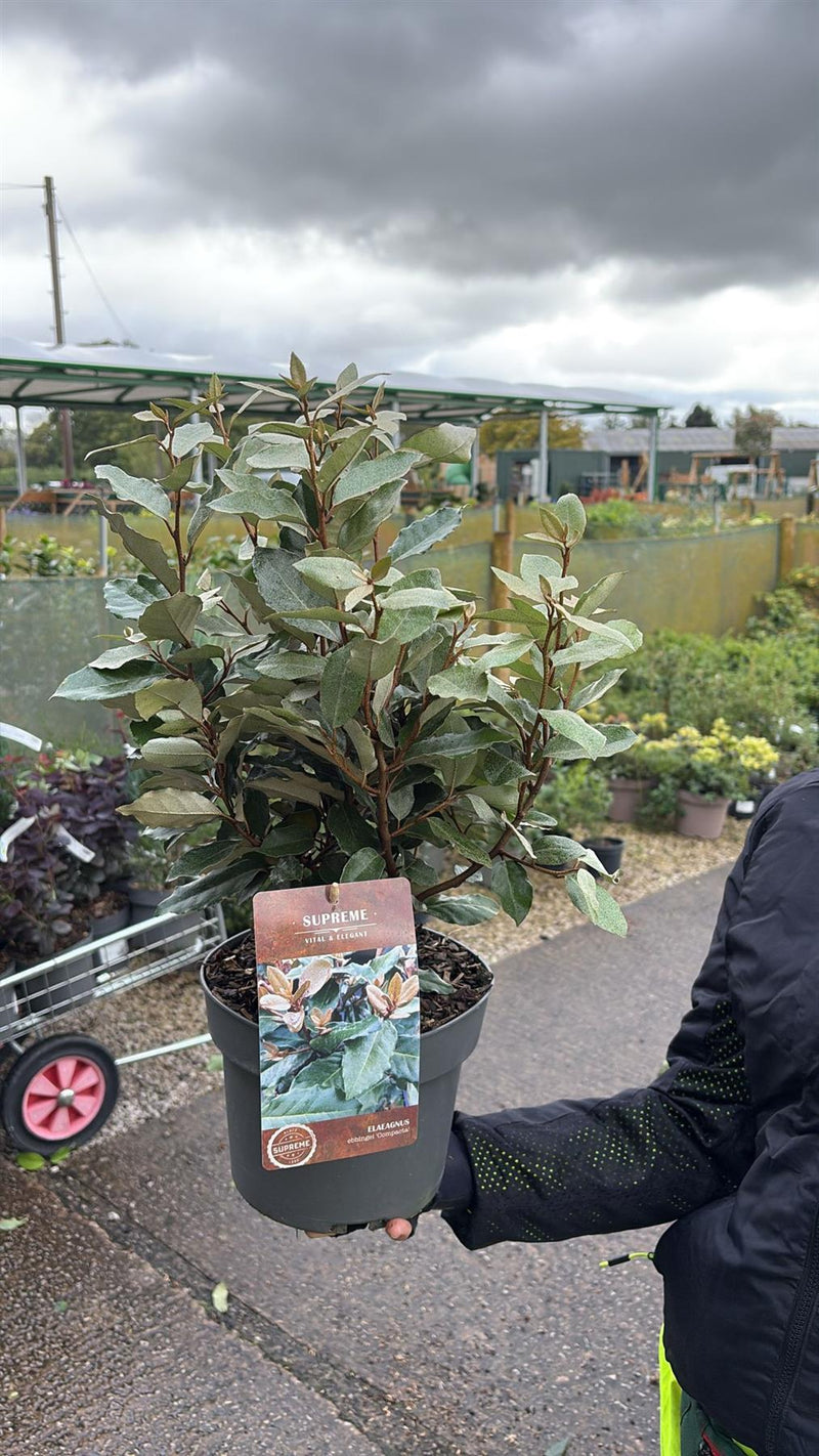 Elaeagnus x ebb. Compacta 4 Litre Pot 40/60cm