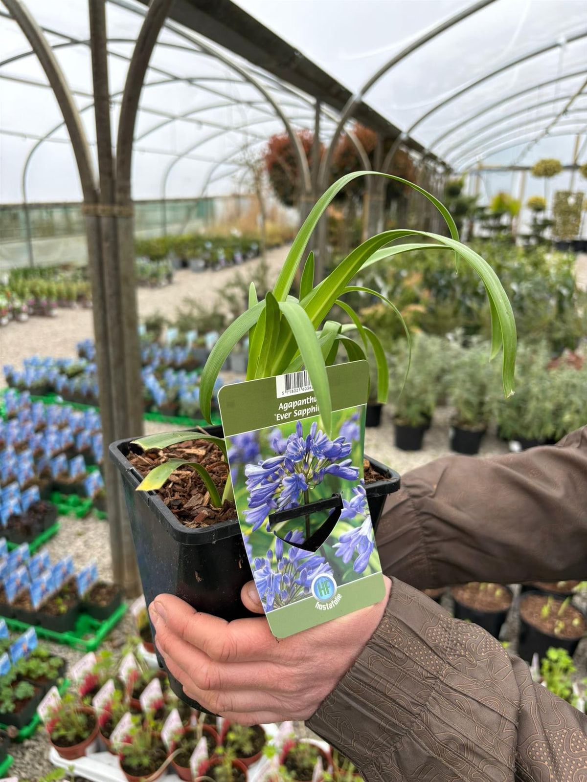 Agapanthus Ever Sapphire 2 Litre Pot