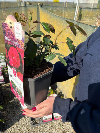 Rose Rose Goujard 3 Litre Pot