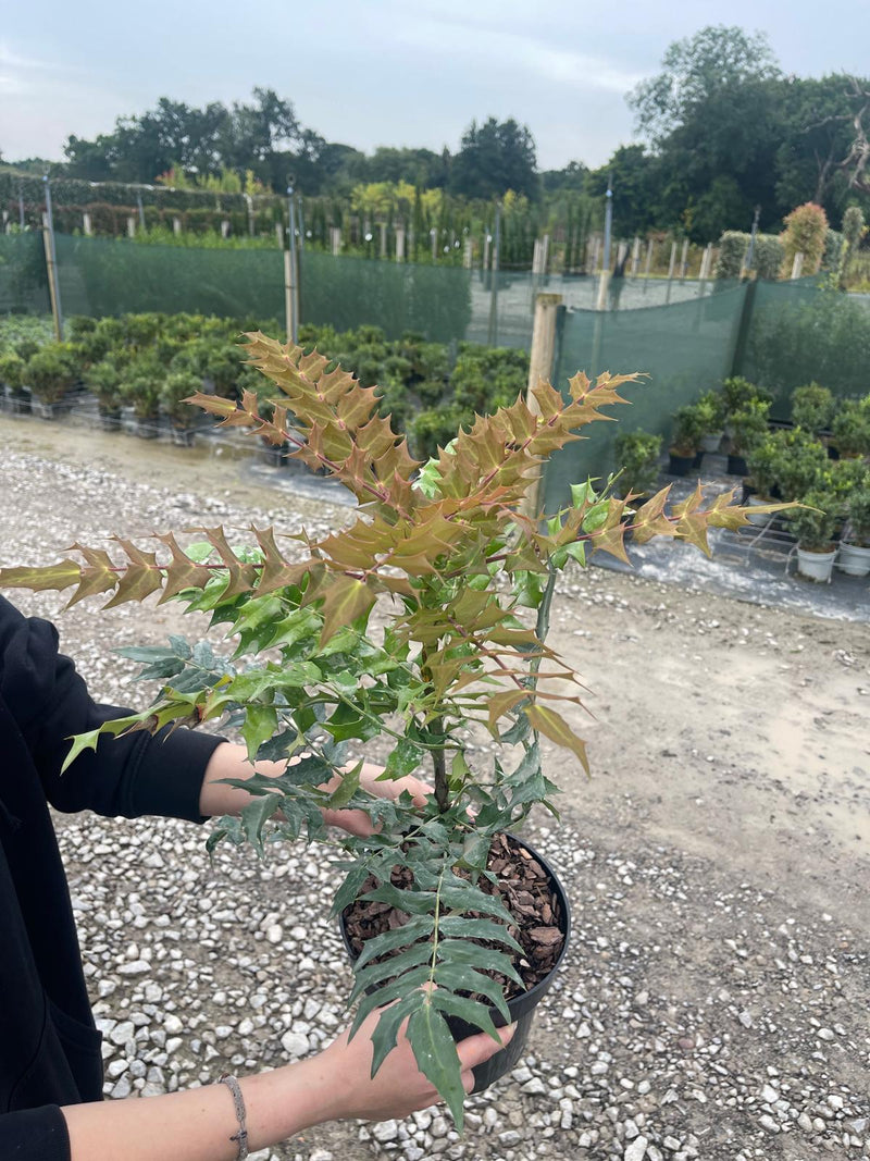 Mahonia media Winter Sun 3 Litre Pot