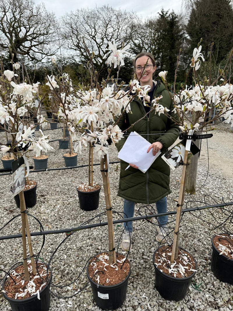 Magnolia Stellata 10 Litre Pot Half Standard Stem 90cm