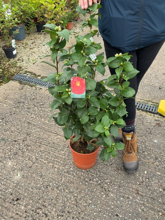 Camellia Japonica Dr. Burnside 4 Litre Pot