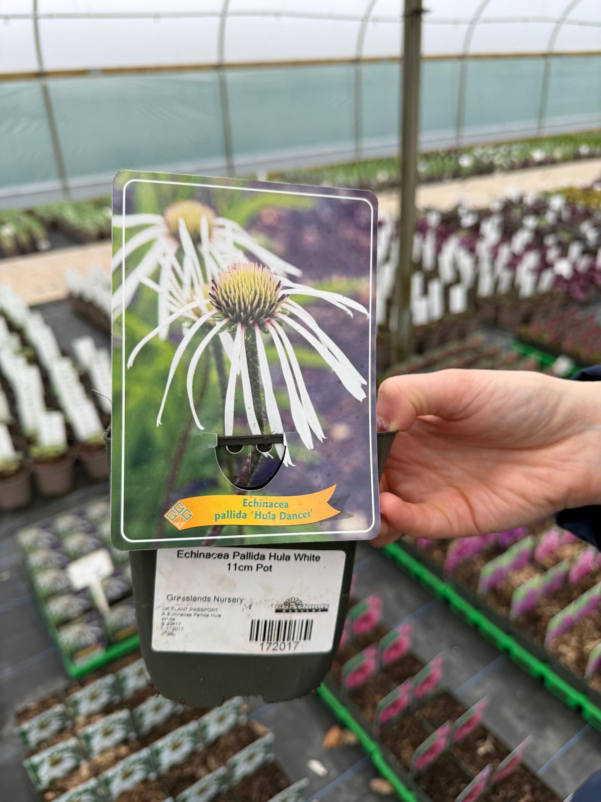 Echinacea Pallida Hula White 11cm Pot