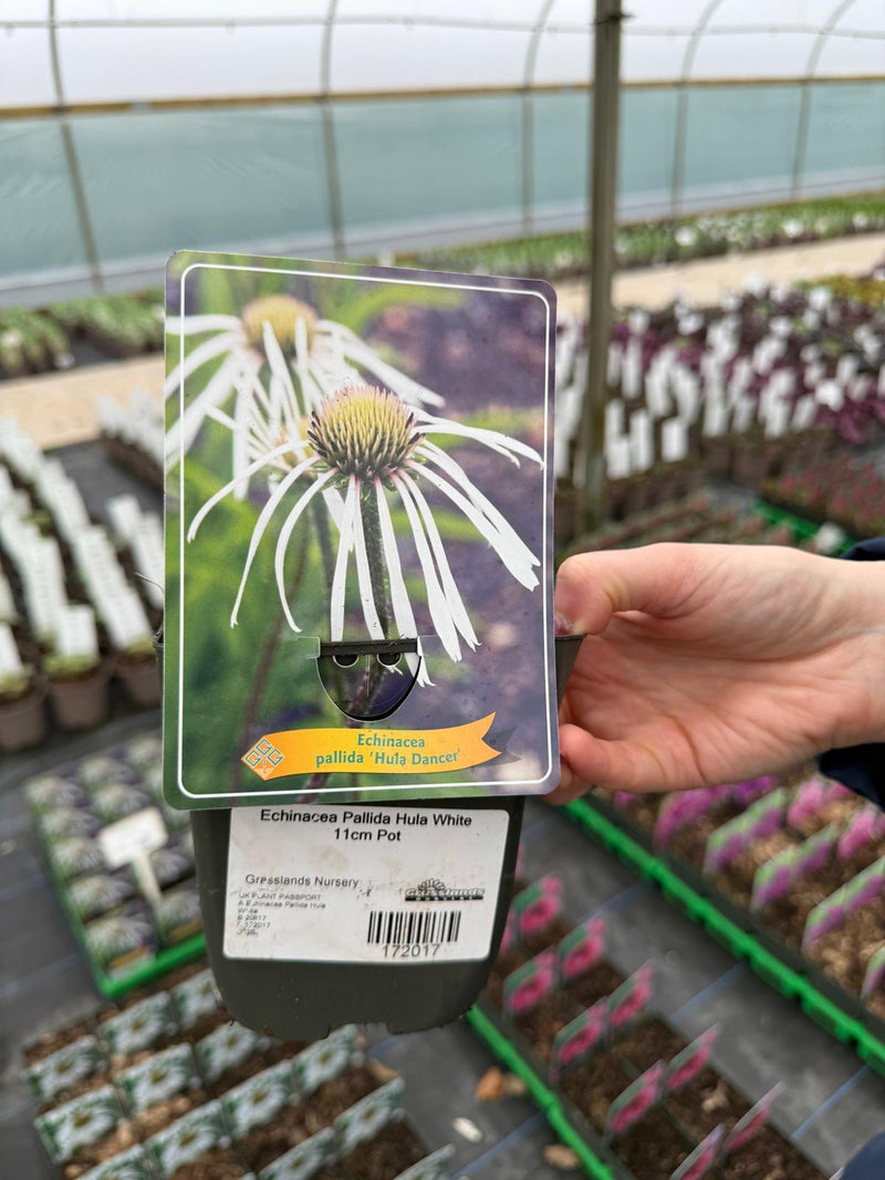 Echinacea Pallida Hula White 11cm Pot