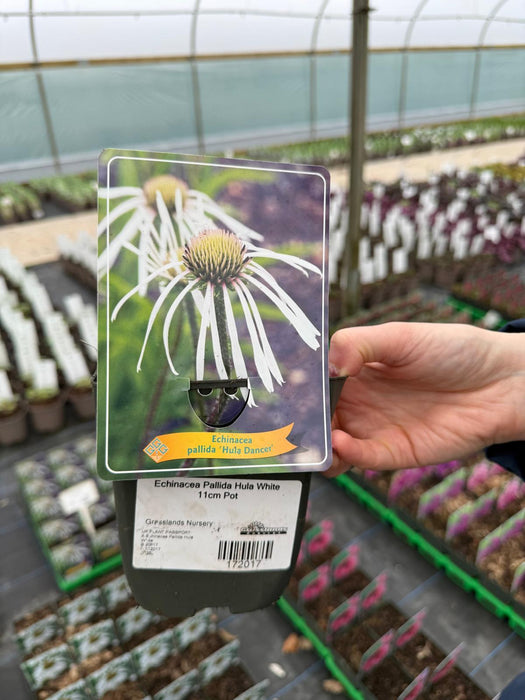 Echinacea Pallida Hula White 11cm Pot
