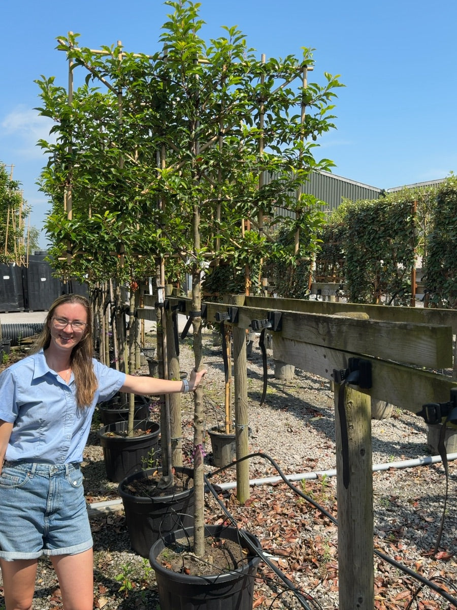 Prunus lusitanica Brenelia Pleached10/12cm Girth 150cm Stem 120Wx100T