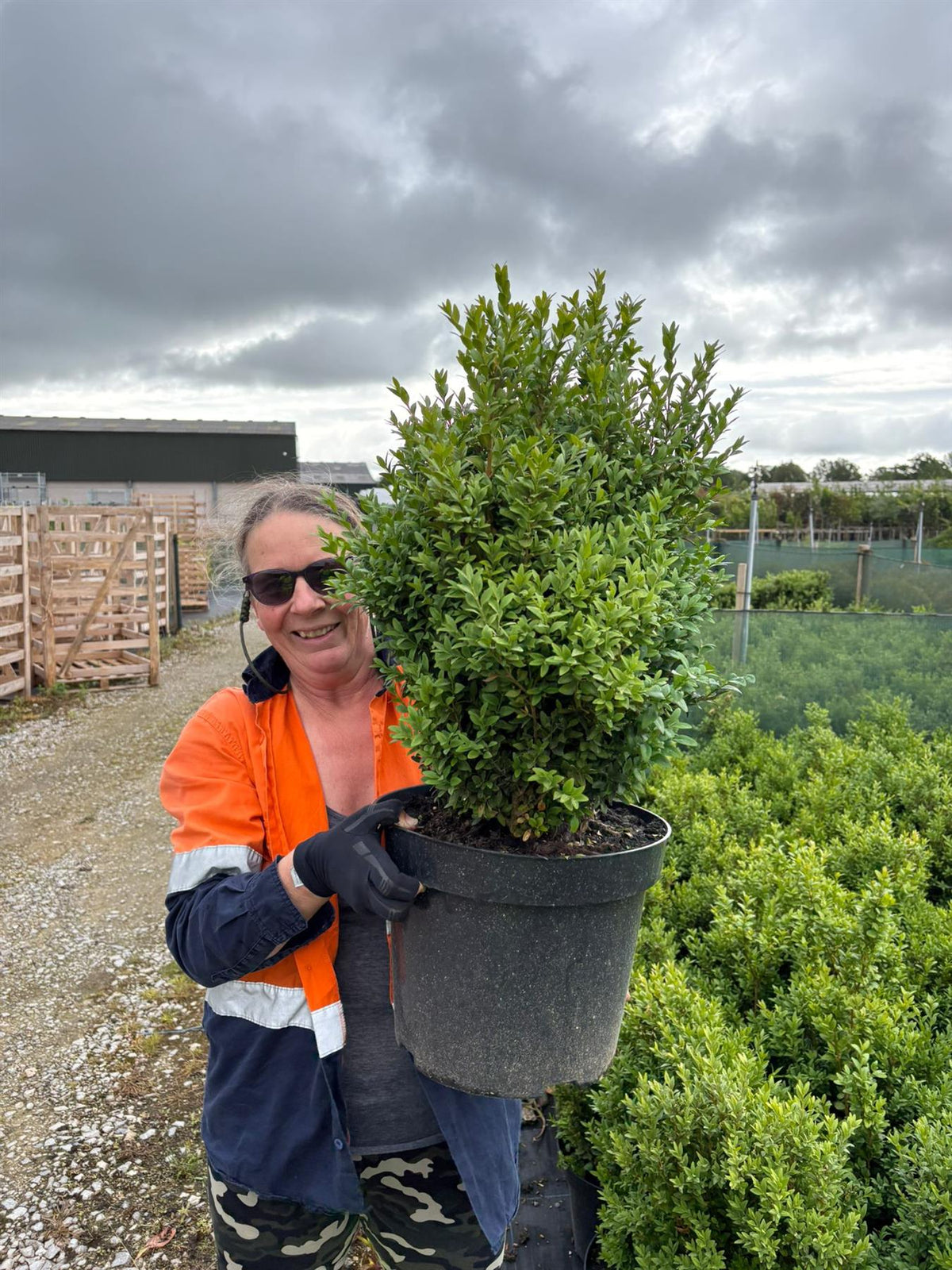 Box Hedging 40-50cm 15 Litre Pot