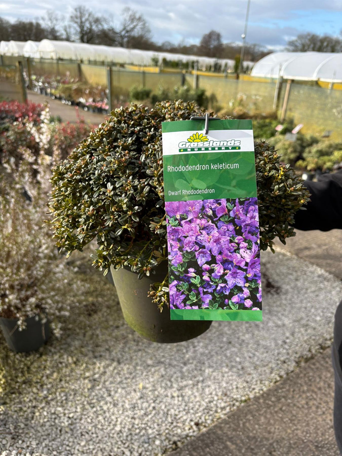 Rhododendron keleticum 4.6 Litre Pot — Grasslands Nursery