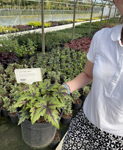 Tiarella Running Tiger 2 Litre Pot