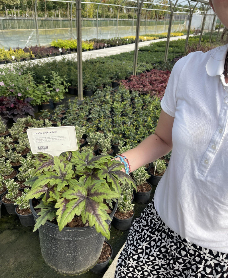 Tiarella Running Tiger 2 Litre Pot