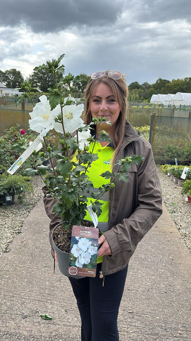 Hibiscus syr.William R Smith 4 Litre Pot 40-60cm