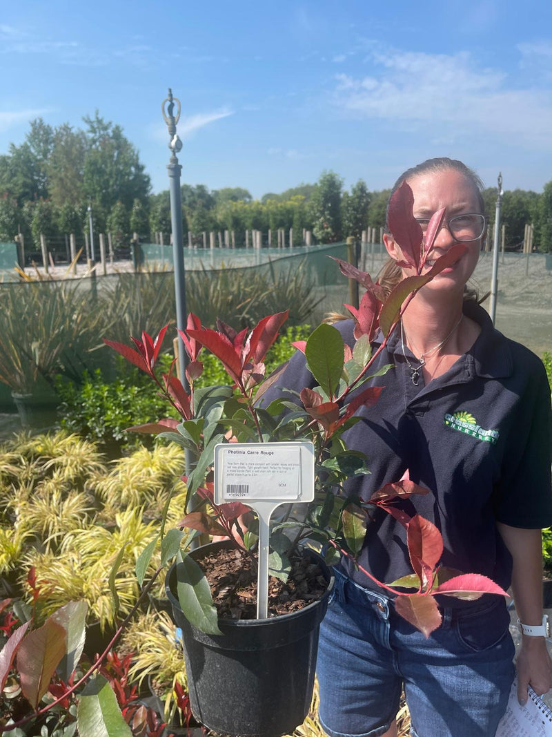 Photinia Carre Rouge 3 Litre pot