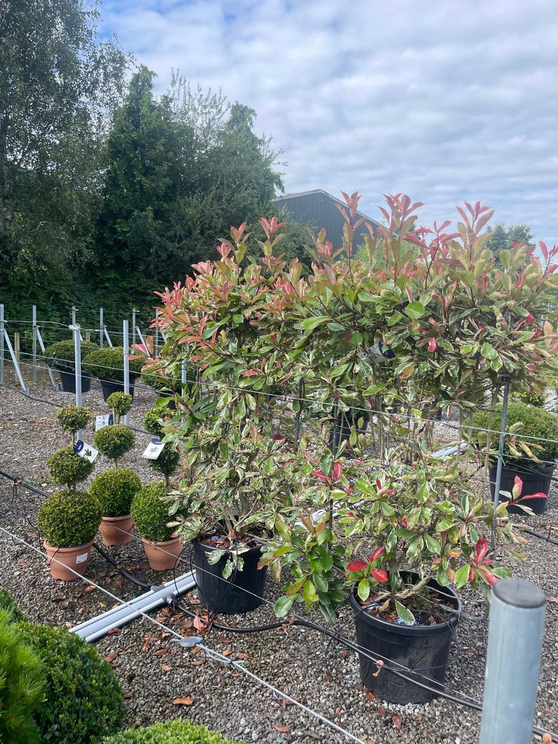 Photinia x fraseri Pink Marble Pleached Panel 120cm High x 80cm Wide Seconds