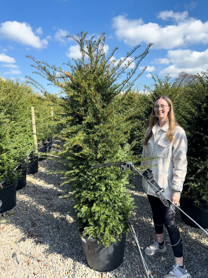 Yew Hedging 150/175cm Extra Wide 55 Litre Pot