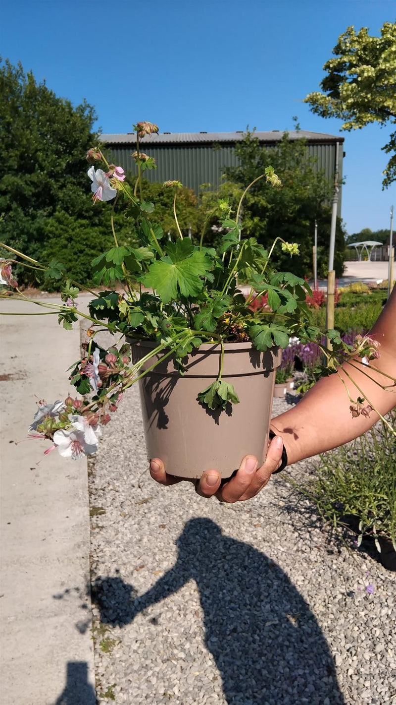 Geranium Biokovo 2 Litre Pot