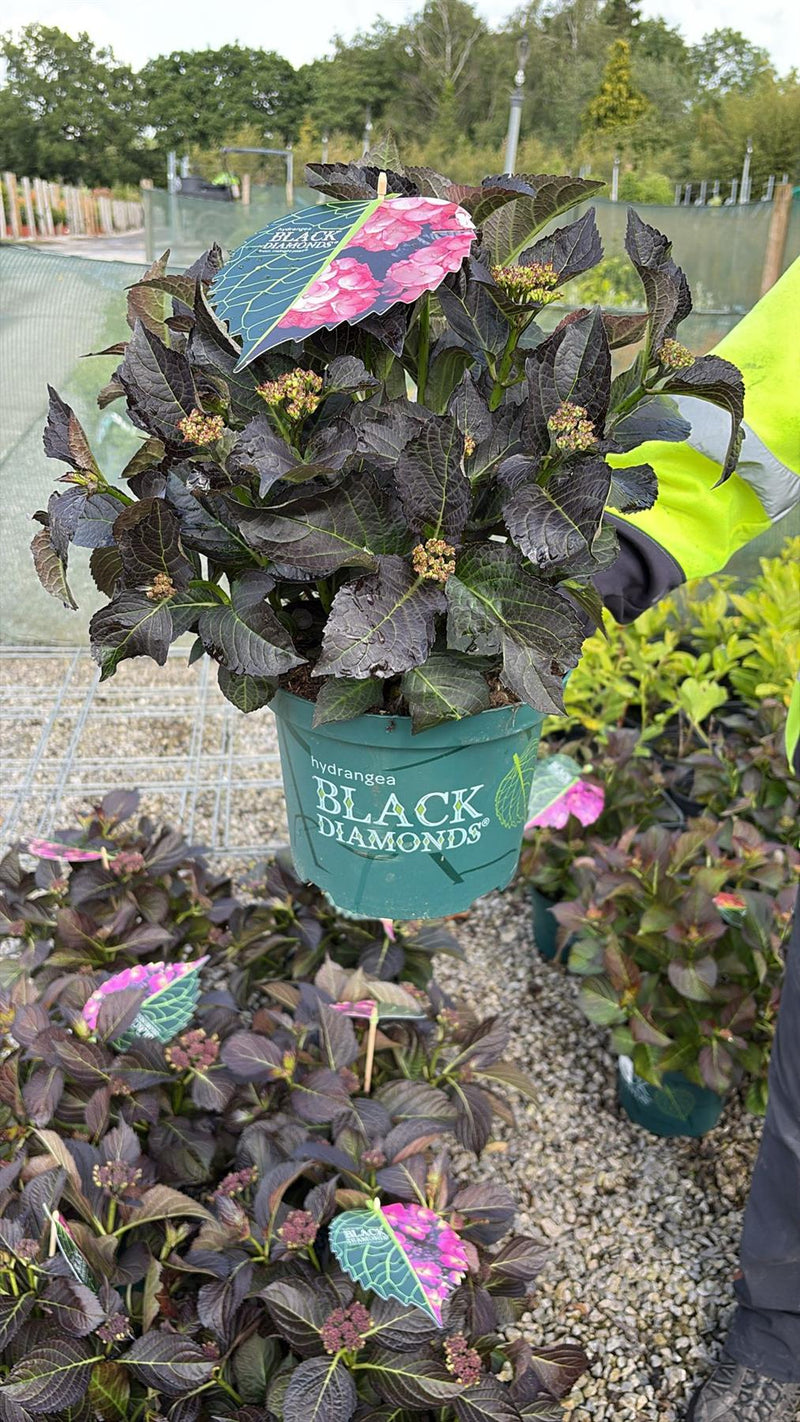 Hydrangea Black Diamonds Midnight Pearl 5 Litre Pot