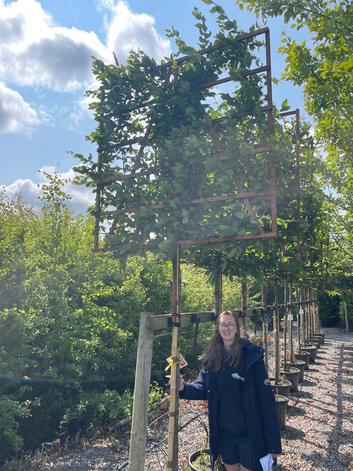 Carpinus betulus Pleached Extra Standard 150x150 Frame On 180cm Stem ...