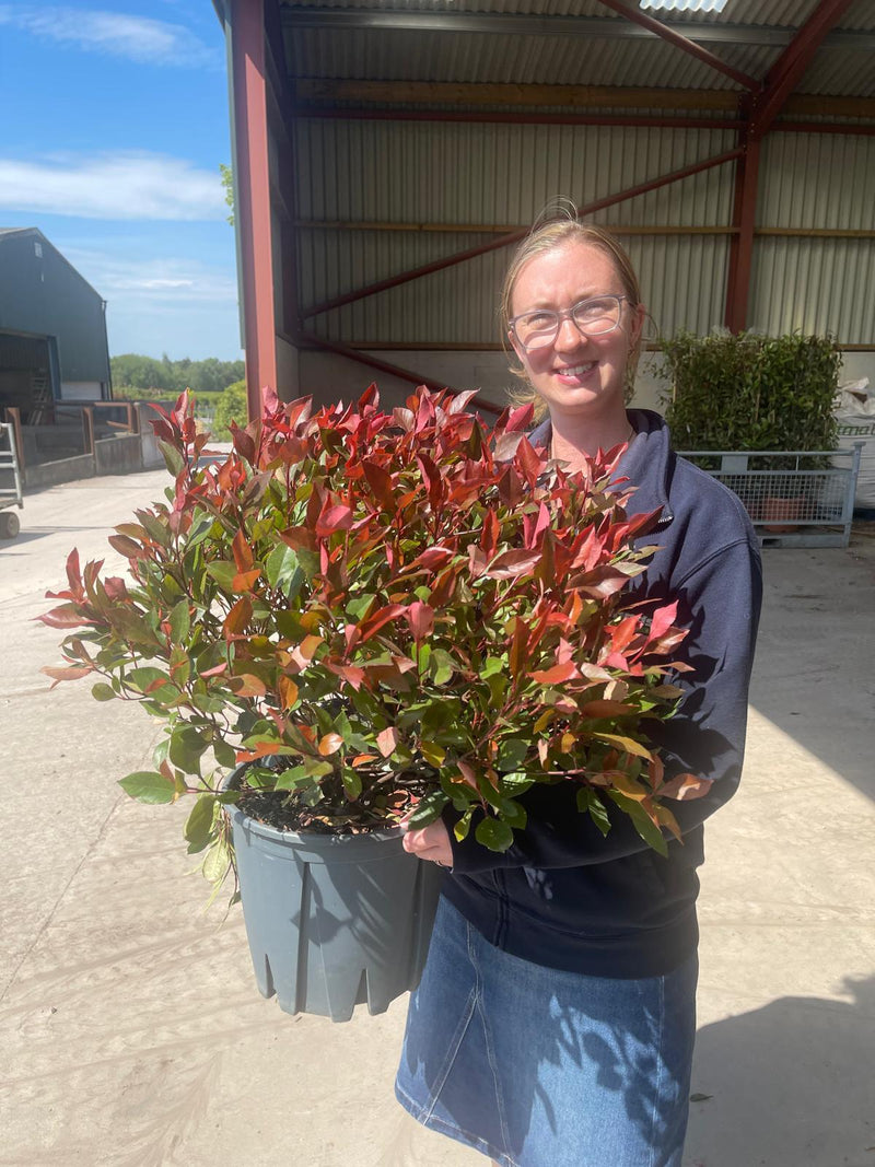 Photinia Little Red Robin Ball 30-40cm 9 Litre Pot
