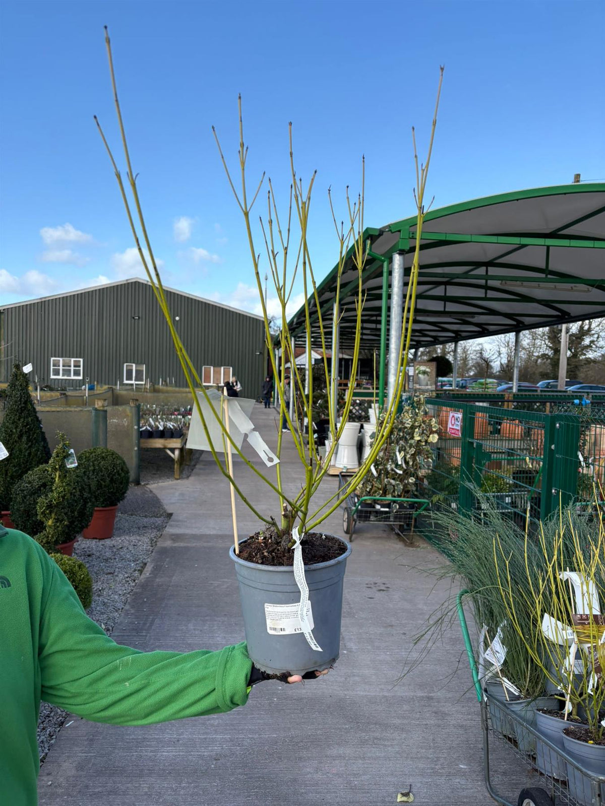Cornus Stolonifera Flaviramea 4.5 Litre Pot