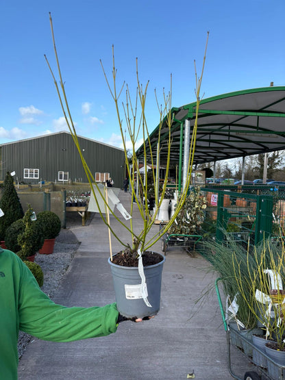 Cornus Stolonifera Flaviramea 4.5 Litre Pot