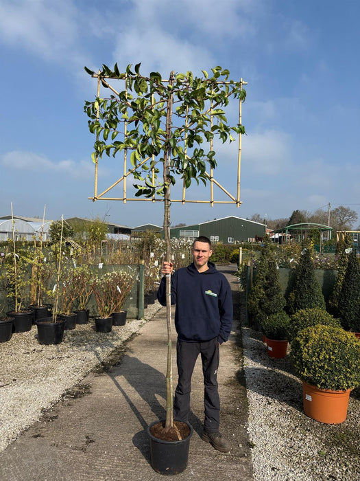 Prunus Lusitanica Tico Pleached 180cm x 120cm Wide x 100cm Tall