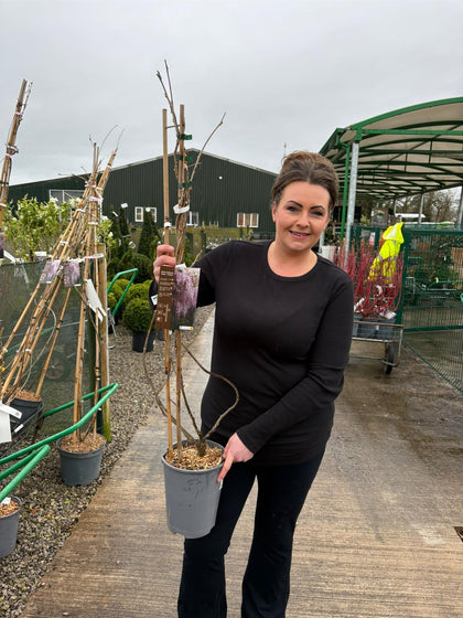 Wisteria Floribunda Rosea 4 Litre Pot
