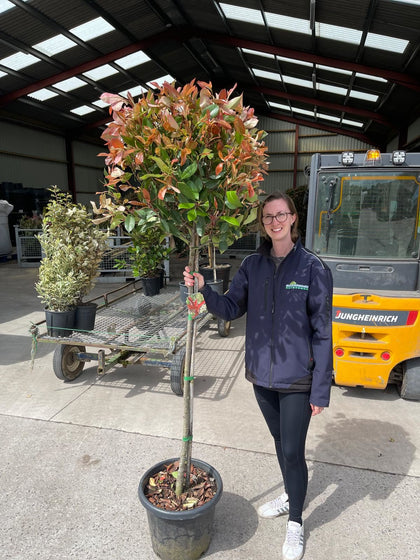 Photinia x Fraseri Red Robin Half Standard 25 Litre
