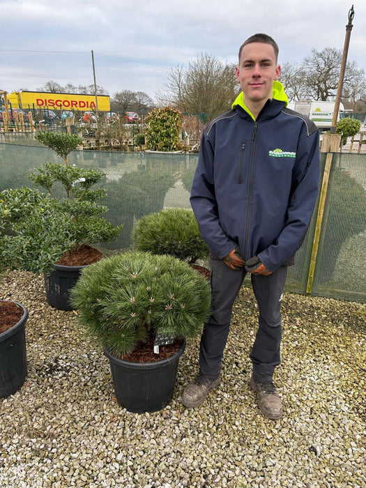 Pinus Nigra Brepo 35 Litre Pot