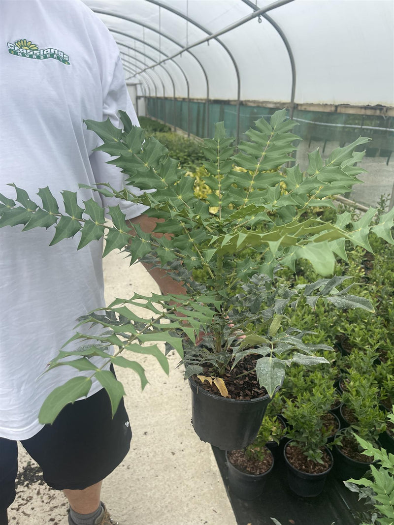 Mahonia Media Charity 3 Litre Pot