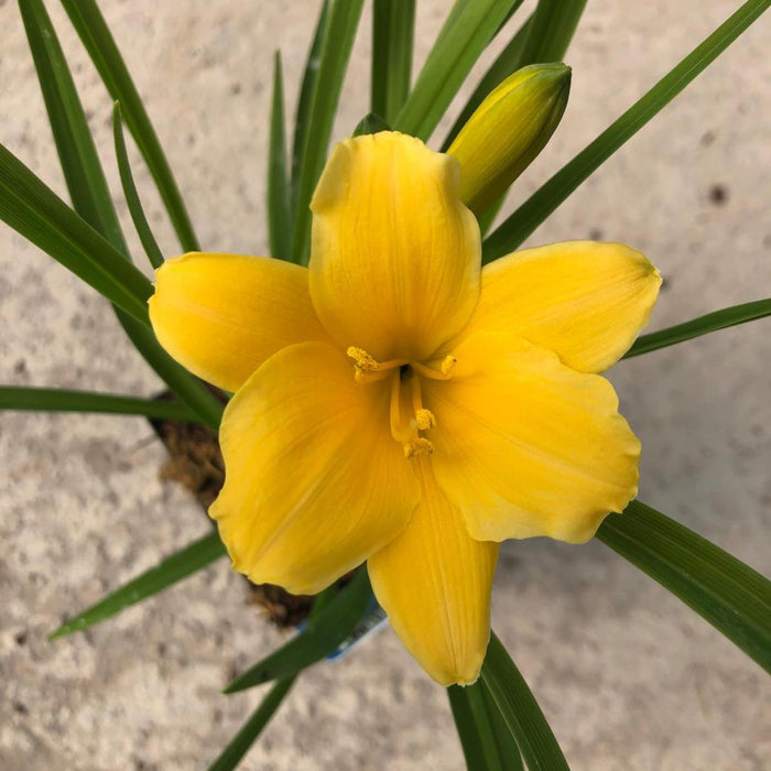 Hemerocallis Stella D'Oro 11cm Pot