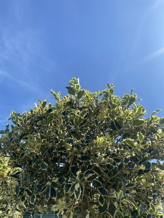 Ilex Aquifolium Argentea Marginata 150 cm - 35 Litre 3/4 Standard
